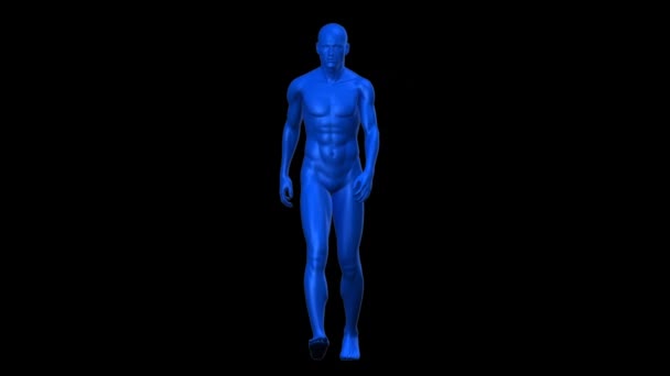 Animação Gerada Digitalmente Corpo Humano Cor Azul Andando Local Contra — Vídeo de Stock