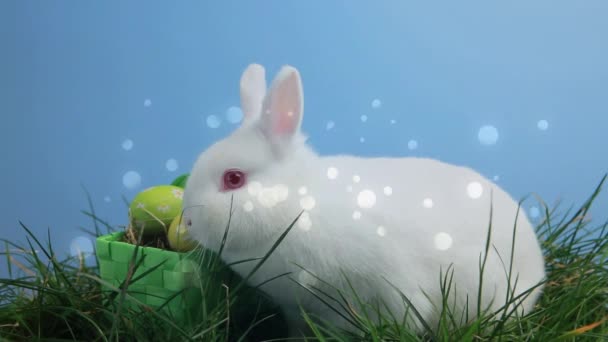 白色复活节兔子在草地上的数字合成和篮子中的复活节彩蛋 白色圆形球体在屏幕上移动 — 图库视频影像