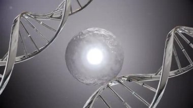 Dijital olarak üretilen DNA çift sarlak iplikçikleri dönerken hücre bölünmesi ekranın merkezinde gerçekleşir. Gri arka plan.