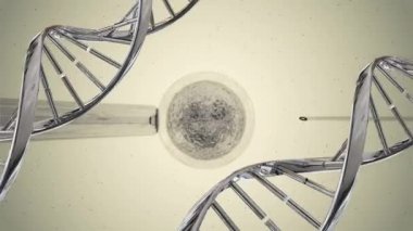 Tüp bebek tedavisinde yumurta hücresinin dijital bileşimi iki Dna çift sarlak iplikçikleri yanlarda dönerken