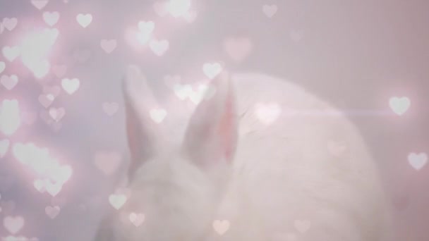 浮遊ピンクのハートを持つ白いウサギのデジタルコンポジット — ストック動画