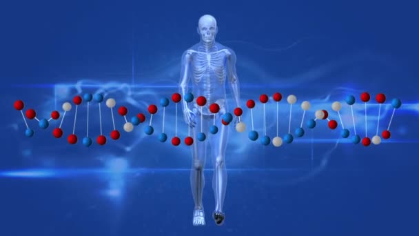 Anatomia Umana Generata Digitalmente Camminando Con Filamento Doppia Elica Dna — Video Stock