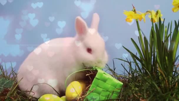 Vue Composite Numérique Lapin Pâques Blanc Panier Avec Des Œufs — Video