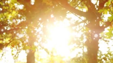 Bokeh ışık efektleri ile ağaç dallarının arkasından parlayan Parlak ışık ışınları ile ağaçların yakın