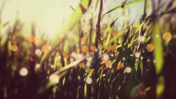 Close Grama Acenando Vento Pôr Sol Animação Digital Bolhas Luz — Vídeo de Stock