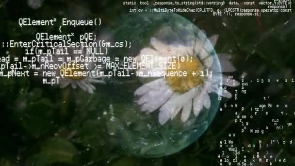 背景に回転する地球儀を持つ雨の下でひよこ雑草の花のデジタルアニメーション コンピュータコードとインターフェイスのデジタルアニメーションがフォアグラウンドで実行されています — ストック動画