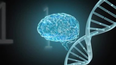 Dönen bir beynin ve Dna sarkının dijital animasyonu. İkili kodlar ön planda çalışırken görülür