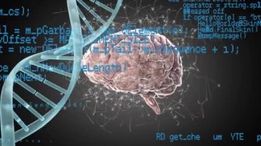 Beyin ve Dna sarlisinin dijital animasyonu. Program kodları ön planda çalışıyor