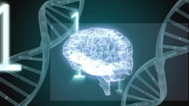 Animazione Digitale Cervello Tra Due Eliche Dna Codici Binari Volano — Video Stock