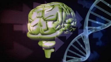 Dna sarkaç yanında insan beyninin dijital animasyon. Arka planda sağa işaret eden oklar görülebilir
