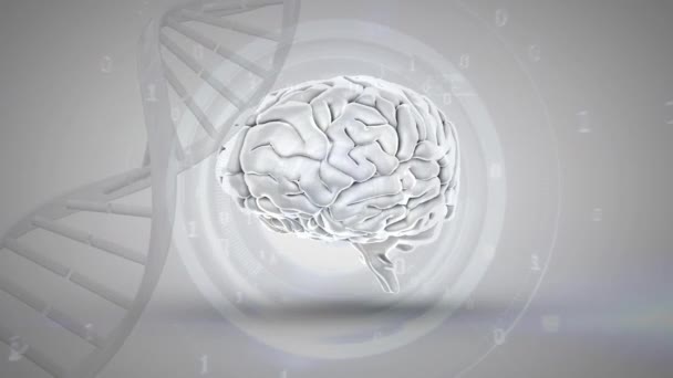 Цифровая Анимация Человеческого Мозга Рядом Спиралью Днк Сером Фоне Числа — стоковое видео