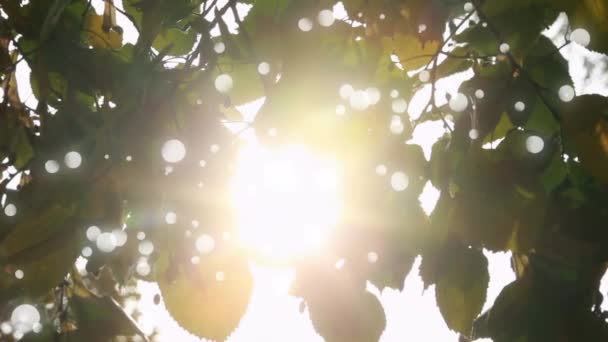 Цифрова Анімація Боке Світла Рухається Екрані Фоном Листя Сонця — стокове відео