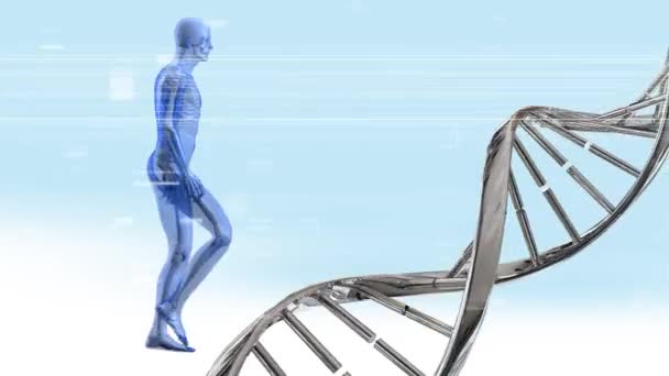 Digital Animation Dna Dubbel Spiral Roterande Och Människans Anatomi Walking — Stockvideo