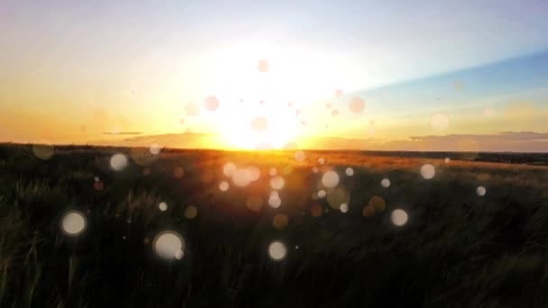 Digitally Generated Animation Bokeh Lights Moving While Background Shows Field — Stock Video