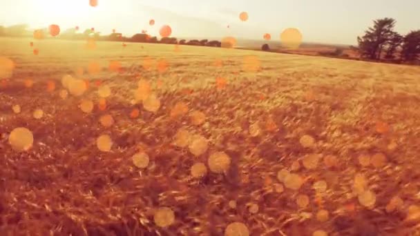 Animação Gerada Digitalmente Luzes Bokeh Com Fundo Campo Durante Pôr — Vídeo de Stock