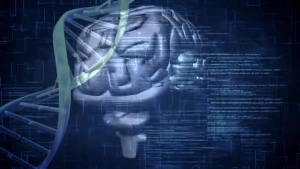 Цифровая Анимация Мозга Спирали Днк Вращающихся Переднем Плане Программные Коды — стоковое видео