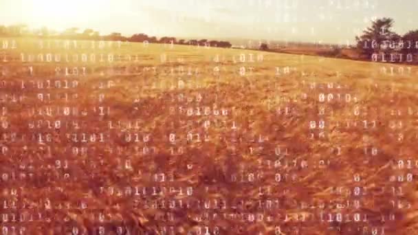 Digital Animation White Binary Codes Screen While Background Shows Field — Stock Video