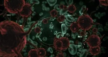 Kan hücreleri ve ekran 4k dijital arayüzü ile ekranda hareket eden virüs hücrelerinin dijital animasyon