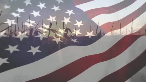 Digitale Samenstelling Van Gewassen Bij Zonsondergang Met Een Amerikaanse Vlag — Stockvideo