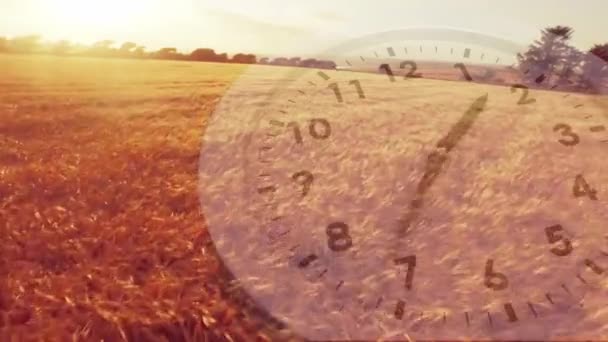 Digitální Kompozit Pšeničného Pole Analogových Hodin — Stock video