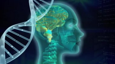 Ortadaki hareketli şeffaf insan yüzünün dijital animasyonu, beyni yeşil ve soldaki hareketli beyaz DNA iplikçiklerini vurguluyor. Siyah arka planda yanıp sönen ve dijital çubukları ve komut dosyalarını hareket ettirme