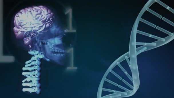 Arte Digital Girar Holograma Azul Cráneo Cerebro Columna Vertebral Superior — Vídeo de stock