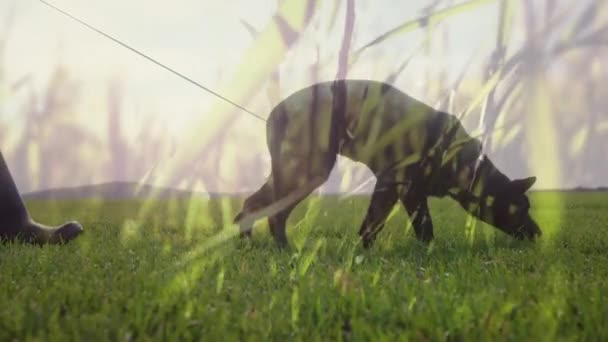 Digitales Zusammenspiel Einer Person Die Einen Hund Auf Einer Wiese — Stockvideo