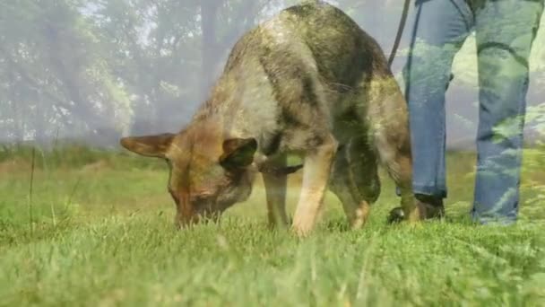 前景の森林の道をイメージした草の上を犬の散歩をする人のデジタルコンポジット — ストック動画