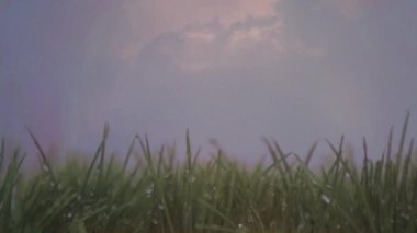 Arka plan bulutlar hareket ve yıldırım ile gökyüzü gösterir ise ıslak çim dijital kompozit.