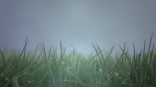 Digital Animation Wet Grass Stormy Day Flashes Lightning Seen Background — Stock Video