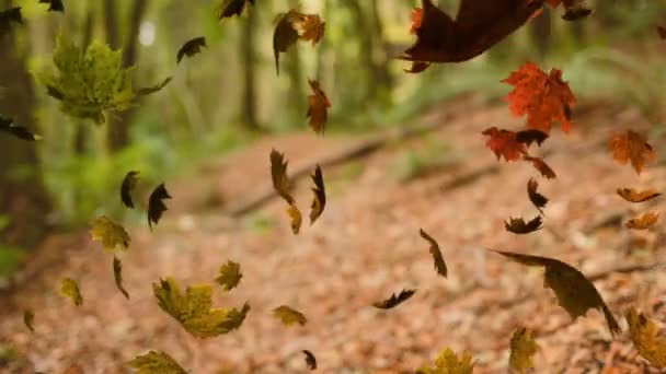 Animatie Van Kleurrijke Bladeren Vallen Herfst Een Bos — Stockvideo