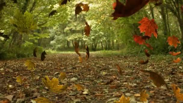 Κινούμενα Σχέδια Πολύχρωμων Φύλλων Που Πέφτουν Φθινόπωρο Ένα Δάσος — Αρχείο Βίντεο