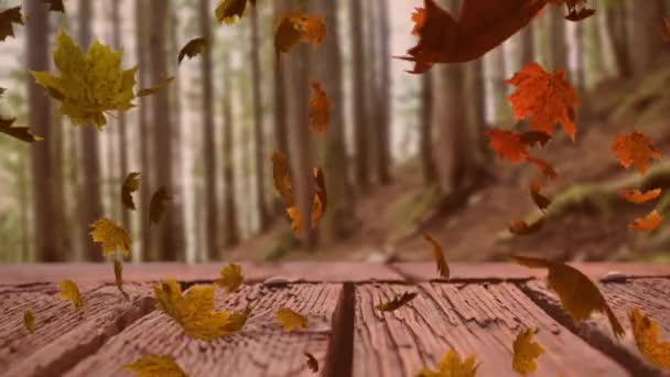 秋天在森林里飘落的五彩斑斓的树叶的动画 — 图库视频影像