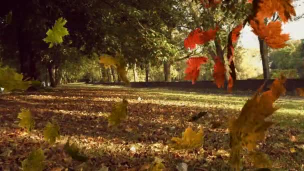 Animation Bunter Blätter Die Herbst Wald Fallen — Stockvideo