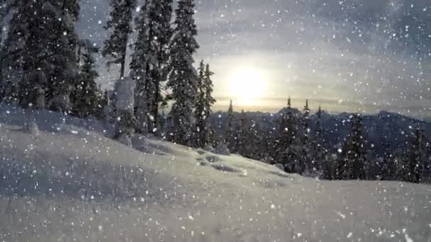 茂密的冷杉和降雪在乡间的景象 — 图库视频影像