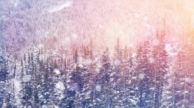 Köknar ağaçlarının animasyonu, beyaz ışık noktaları ve düşen kar 