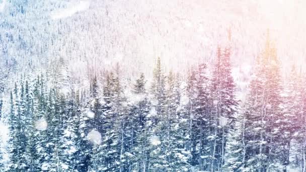 Animation Fir Trees White Spots Light Snow Falling Countryside — Stock Video