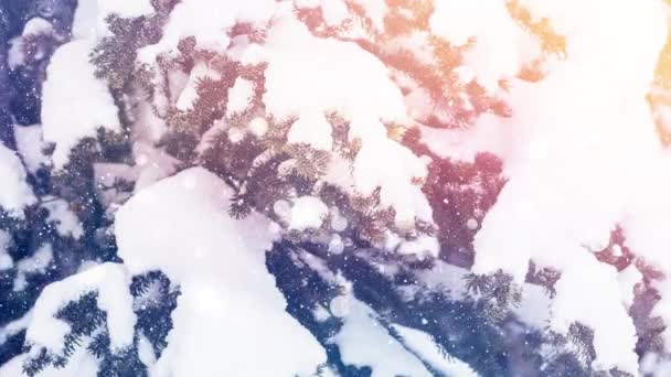Анімація Ялинки Білі Плями Світла Снігу Падають Сільській Місцевості — стокове відео
