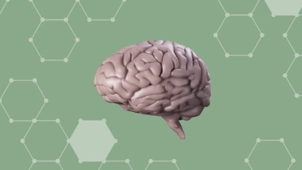 Animación Cerebro Humano Girando Con Formas Hexagonales Blancas Hechas Puntos — Vídeo de stock