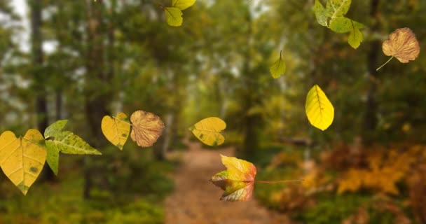 Animering Flera Höstlöv Faller Sömlös Loop Över Fokus Skogen Förgrunden — Stockvideo