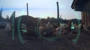 Geniş çaplı koronavirüs Covid 19 hücresi taraması. Çiftlikte tavuk gezdirme ve yeme üzerine. Viral pandemik dijital bileşim sırasında tarım ve tarım.