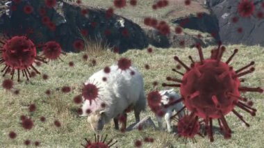 Coronavirus Covid 19 hücrelerinin çiftlikteki bir çayırda otlayan koyunlara yayılması. Viral pandemik dijital bileşim sırasında tarım ve şöhret.