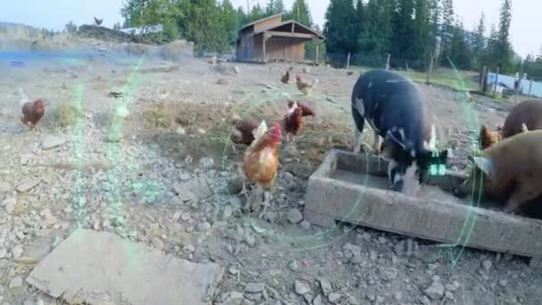 Animație Scanare Circulară Coronavirusului Covid Celulă Peste Găini Porci Care — Videoclip de stoc