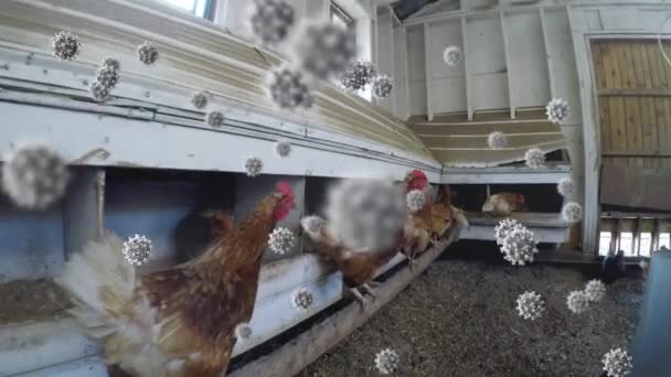 Animation Coronavirus Covid Cells Spreading Hens Coop Farm Agriculture Farming — Stock Video