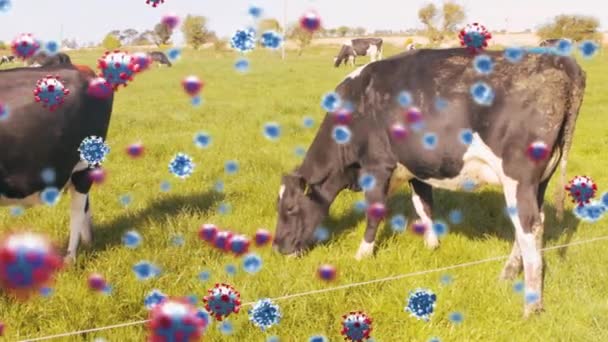 Animation Coronavirus Covid Cells Spreading Herd Cows Grazing Meadow Farm — Stock Video