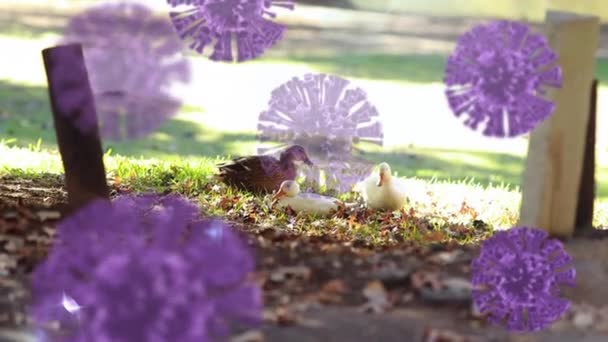 Animação Coronavírus Covid Células Espalhando Sobre Dois Patos Alimentando Ambiente — Vídeo de Stock