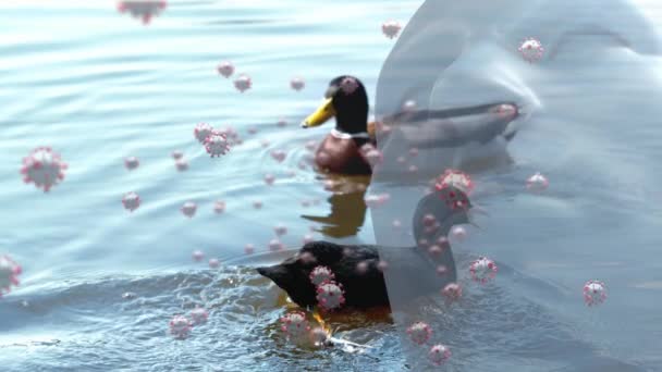 Animação Modelo Cabeça Humana Coronavírus Covid Células Espalhando Sobre Patos — Vídeo de Stock