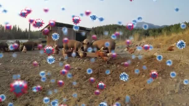 Animation Coronavirus Covid Cells Spreading Pigs Hens Eating Trough Farm — Stock Video