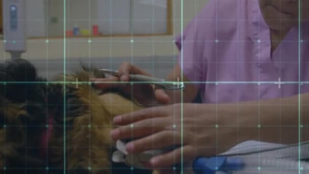 Animation Grid Medical Monitor Moving Mid Section Female Vet Examining — Stock Video