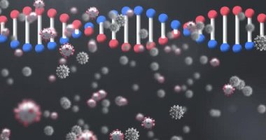 Siyah zemin üzerinde yüzen Covid 19 koronavirüs hücreleriyle dönen 3D DNA iplikçiklerinin animasyonu. Covid 19 salgın sağlık hizmetleri bilim konsepti dijital olarak oluşturulmuş görüntü.